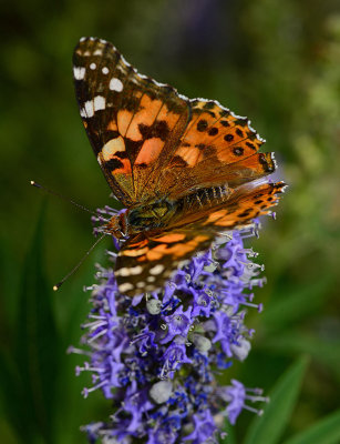 Painted Lady