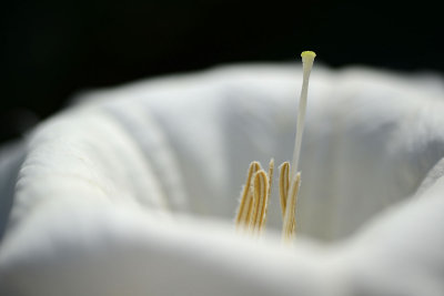 datura