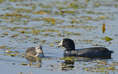 coots