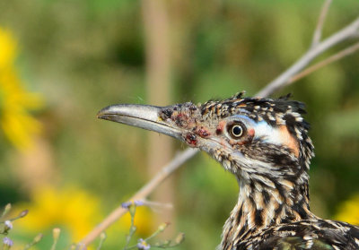 unhealthy roadrunner