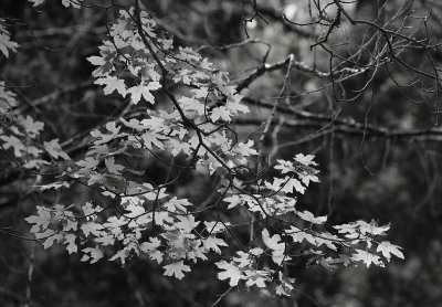 Maples at Lost Maples State Park Texas. 