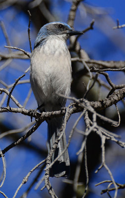 Western Scrub Jay