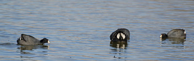 Silly coots posturing for dominance.