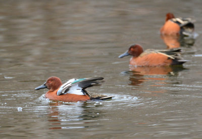 Cinnamon teal