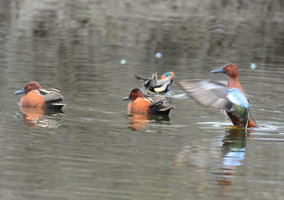 cinnamon teal