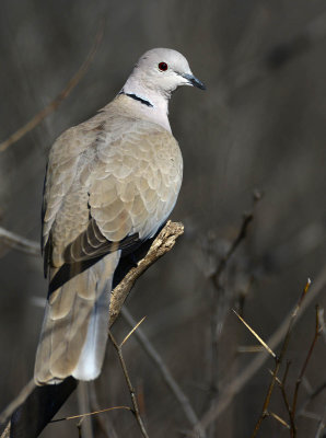 Eurasian collared dove