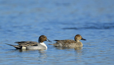 Pintails