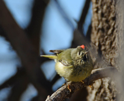 Ruby crowned kinglet