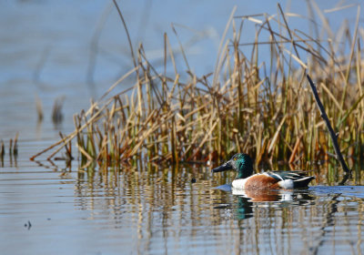 Northern Shoveler drake