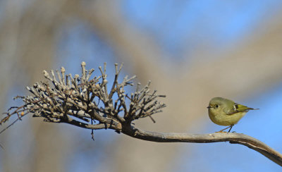 Ruby crowned kinglet