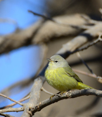 Orange crowned warbler