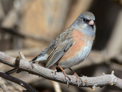 Pink sided morph Dark Eyed Junco