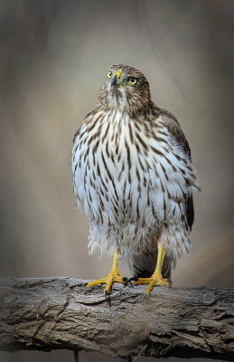 Young Coopers Hawk