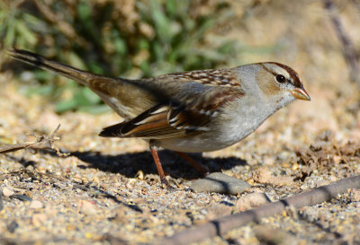 Chipping Sparrow