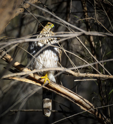 Coopers hawk, same place but another day.