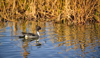 Pintail along the reeds.