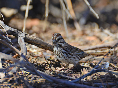 Song Sparrow in the brush