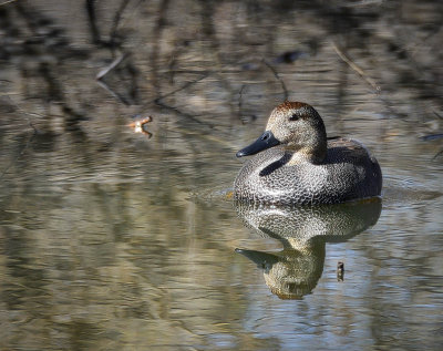 Gadwall in the pond