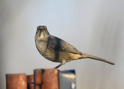 Curved Bill Thrasher on the entrance sign.