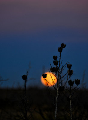 Moon rising (Sibley Nature Center)