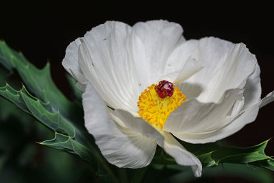 White Prickly Poppy in the front yard. 