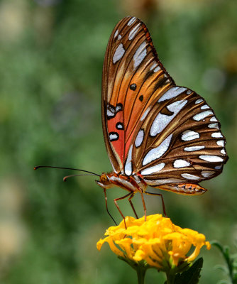 Gulf Fritillary in the front yard