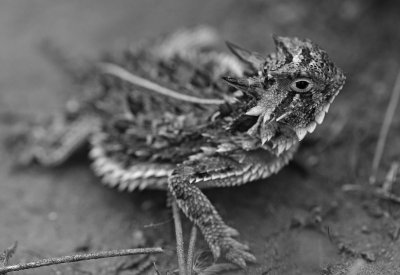 Horned Lizard at the Petroleum Museum