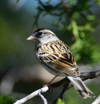 Chipping Sparrow at South Llano River State Park, Texas