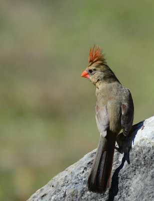 Female Cardinal at Lost Maples State Park, Texas. 
