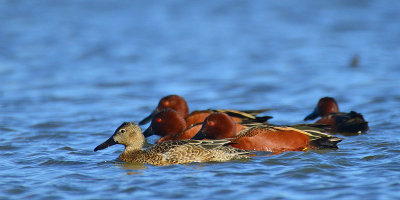 Cinnamon teal in Midland Texas (I-20 Preserve).