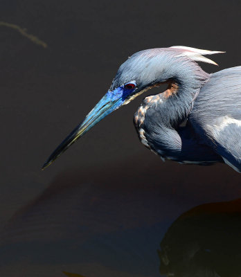 Tricolored heron at Brazos Bend SP.