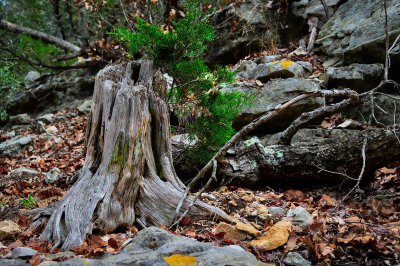 Lost Maples State Park, Texas.