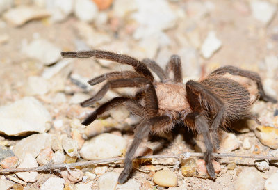 Small tarantula at Seminole Canyon SP (SW Texas).