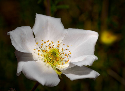 Apache Plume in the yard.