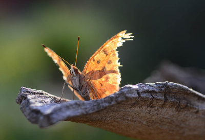 tattered question mark butterfly.