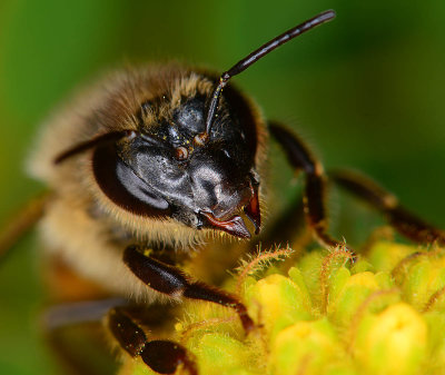 Imported european honey bee. 