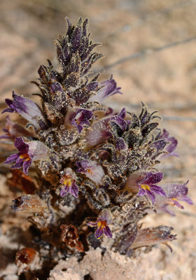 The odd Desert Broomrape in bloom. This plant is a parasite.
