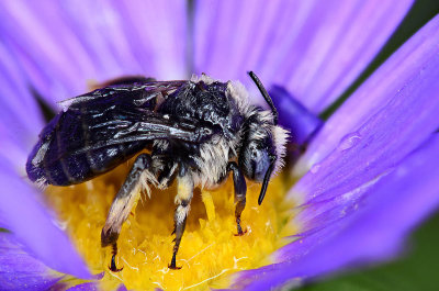 Soaked bee after a light rain