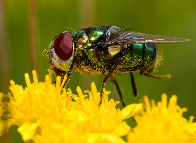 Flies do their share of pollinating too. 