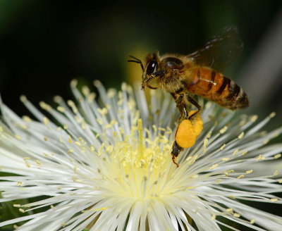 European honey bee on stickleaf flower