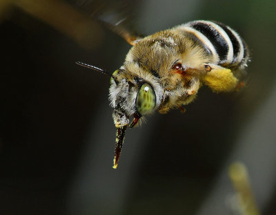 California Anthophora bee 