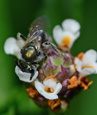 Sweat bee on frog fruit flower