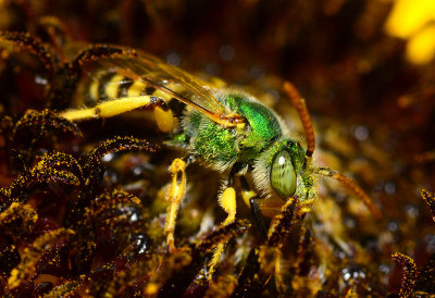metallic green sweat bee