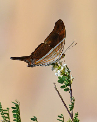 Many-banded Daggerwing Midland Texas. 