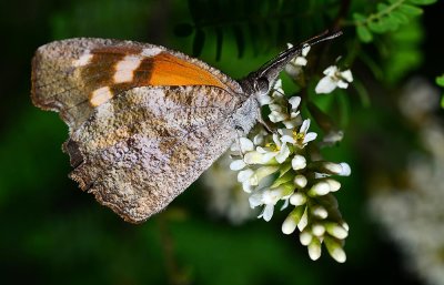 American Snout butterfly