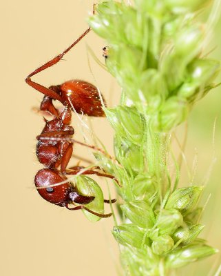 Harvester ant harvesting grass seeds.