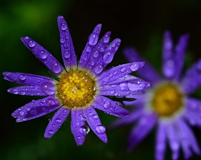 Tansy Aster after a shower. 