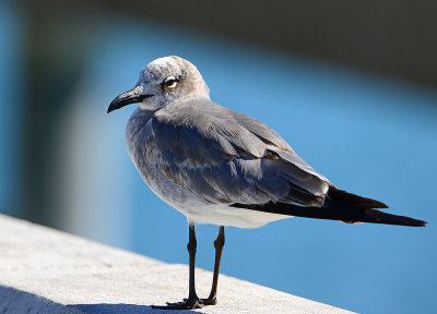 Seagull Florida Keys