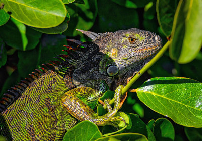 Iguana in the Florida Keys