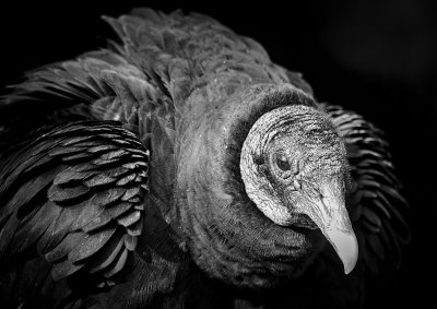 Black Vulture in the Everglades National Park